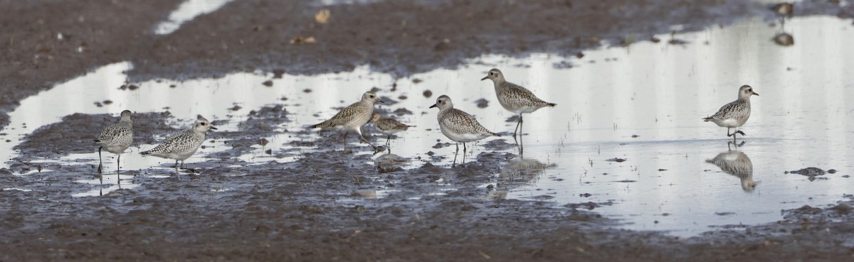 Black-bellied Plover - ML642581789
