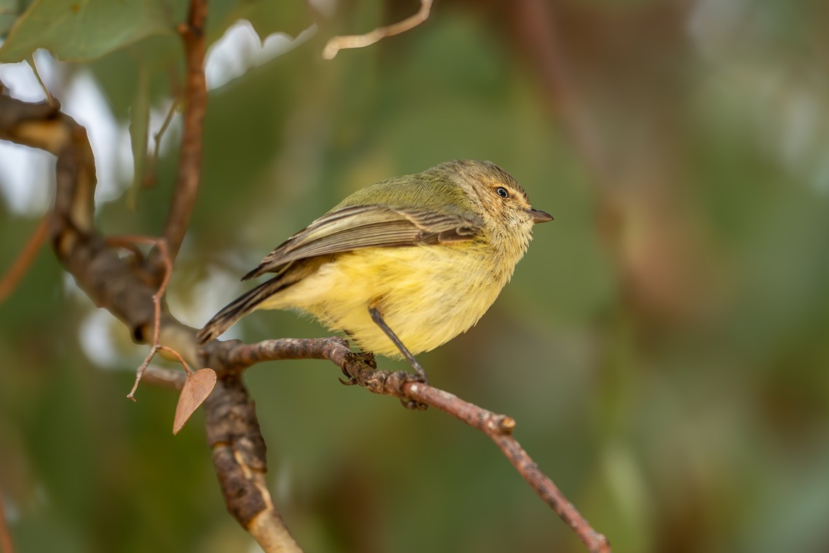 Weebill - ML642581821