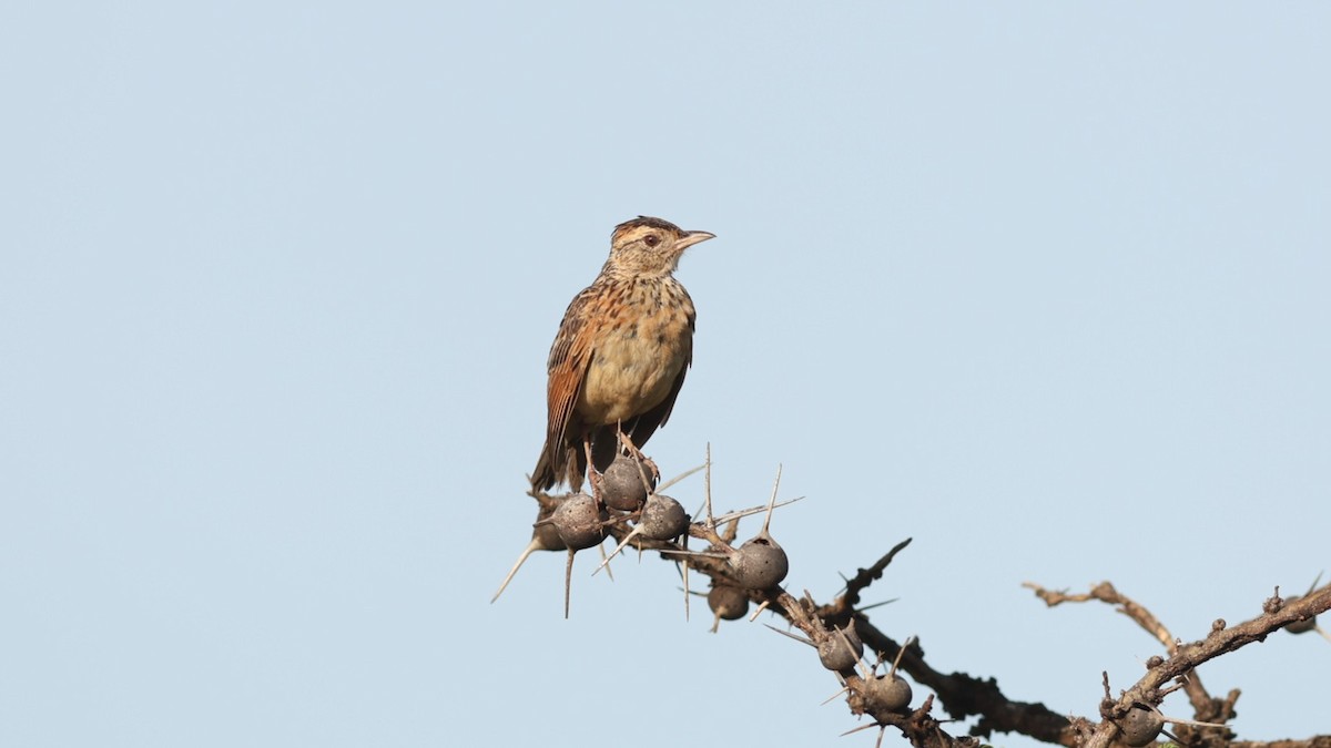 Rufous-naped Lark (Serengeti) - ML642581834