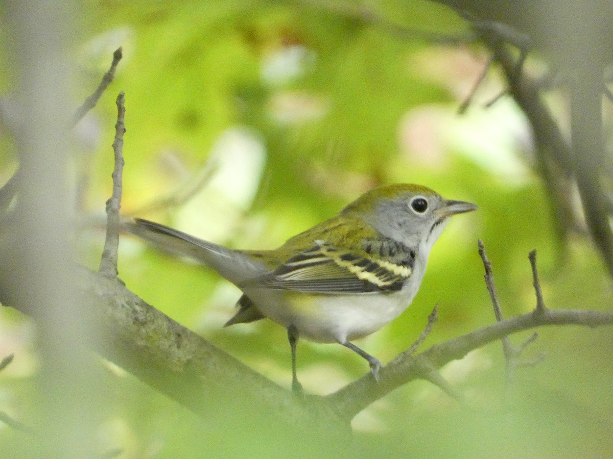 Chestnut-sided Warbler - ML642581846