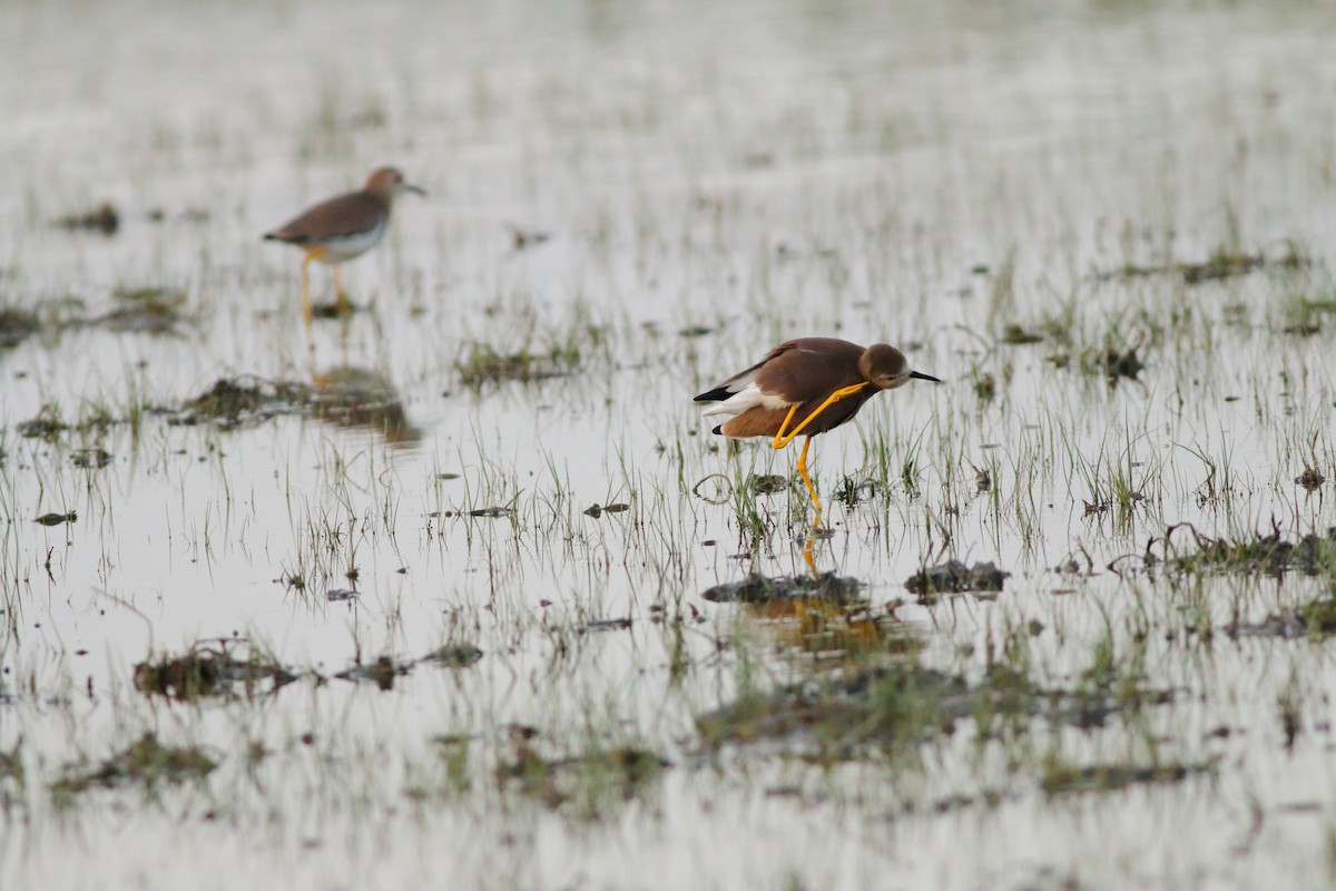 White-tailed Lapwing - ML642581851