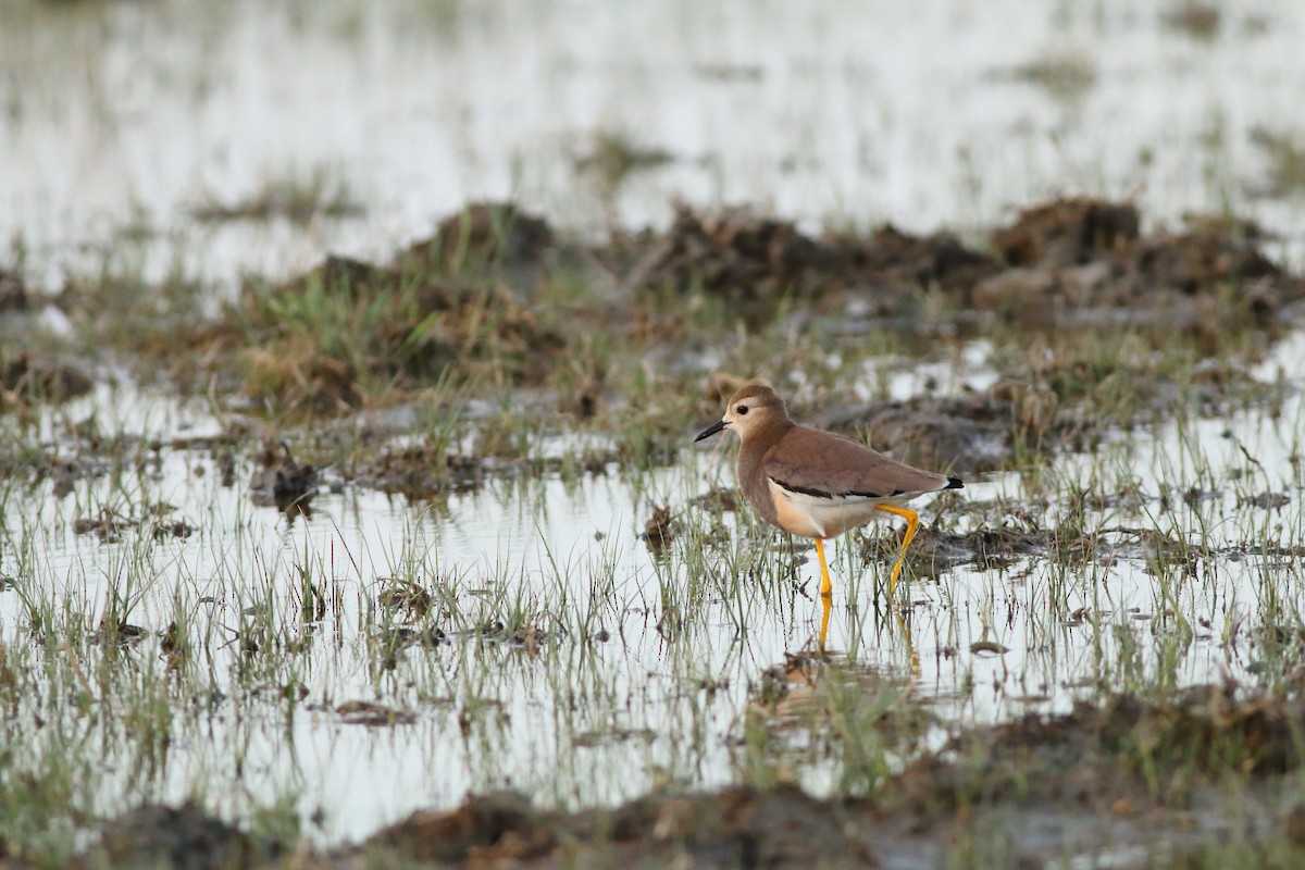 White-tailed Lapwing - ML642581852