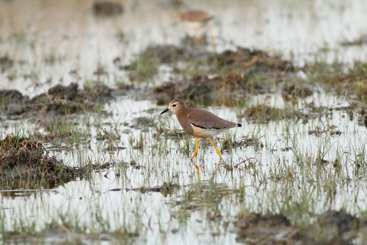 White-tailed Lapwing - ML642581853