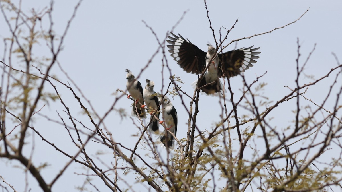 Gray-crested Helmetshrike - ML642581871
