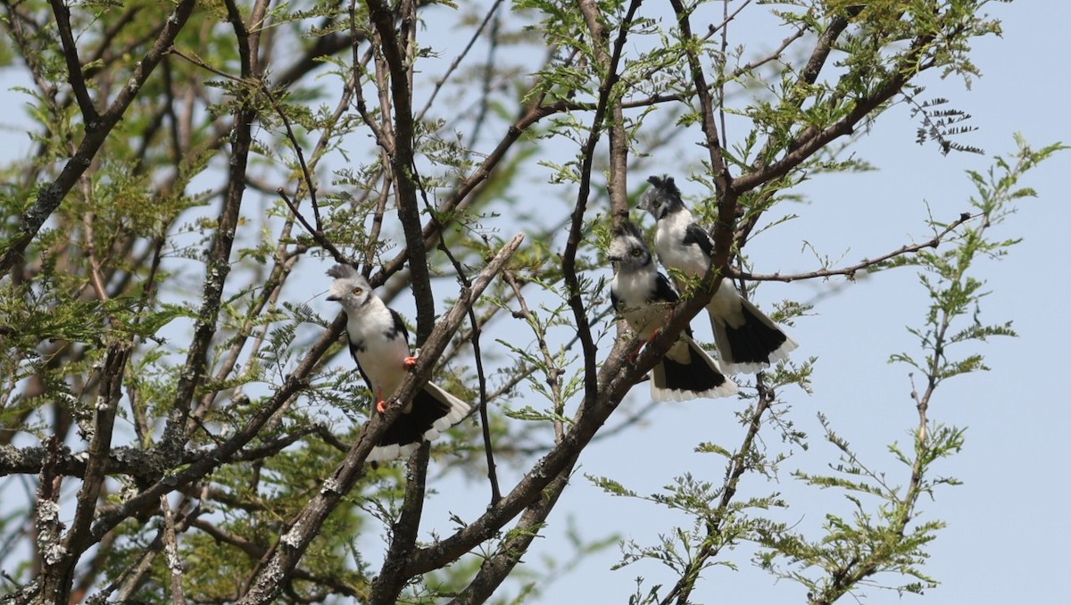 Gray-crested Helmetshrike - ML642581873