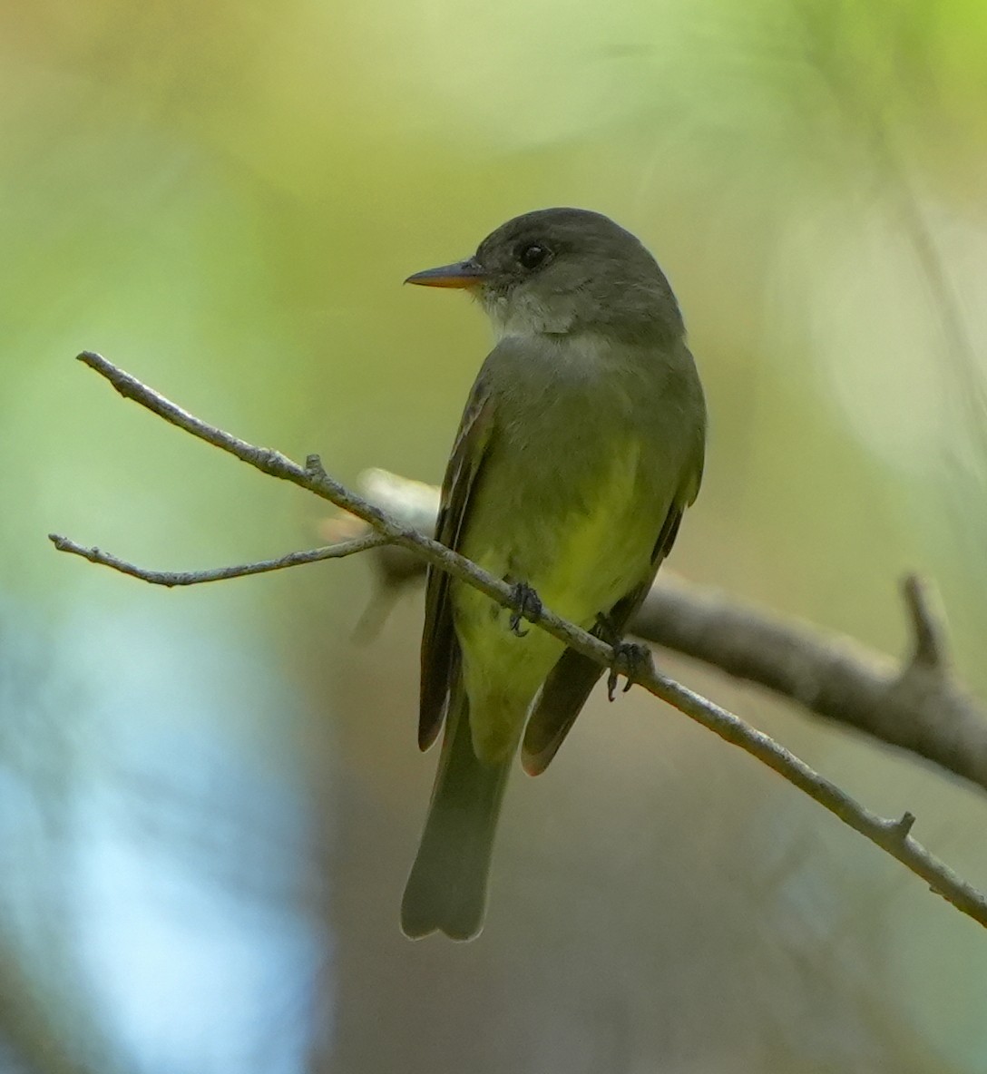 Eastern Wood-Pewee - ML642581875