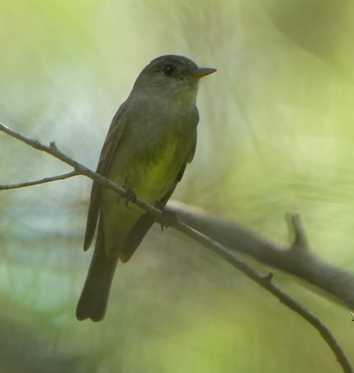 Eastern Wood-Pewee - ML642581880