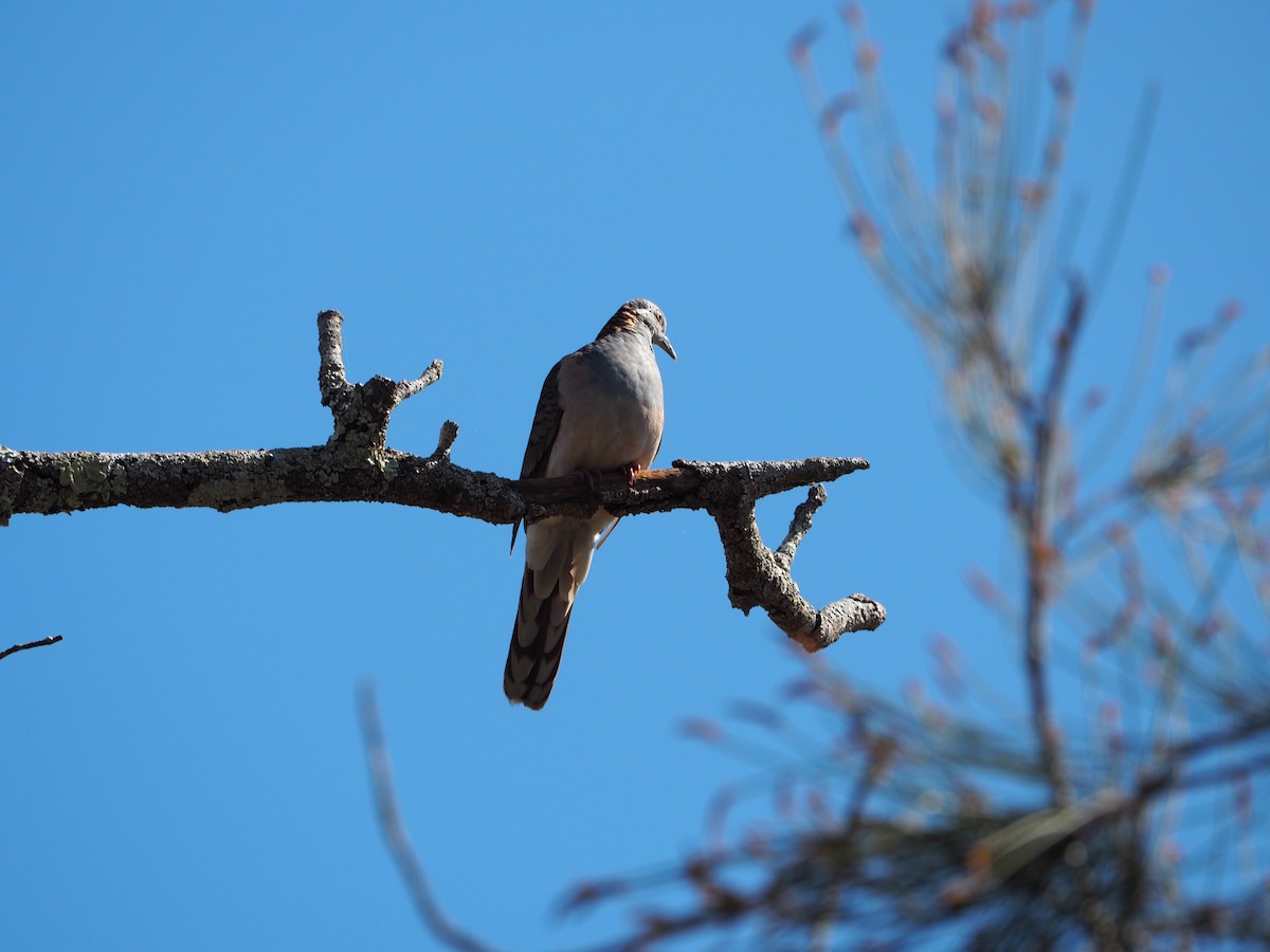Bar-shouldered Dove - ML642581881