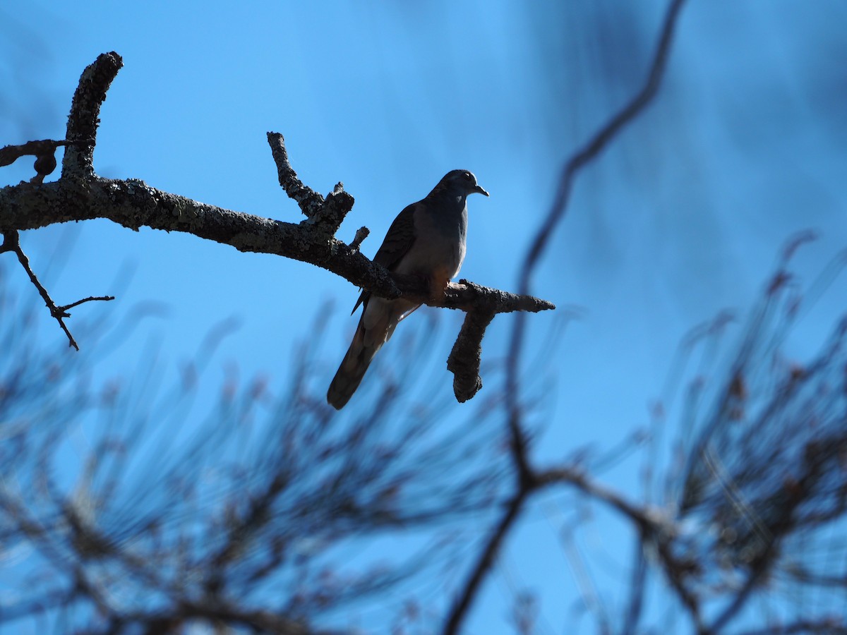 Bar-shouldered Dove - ML642581882