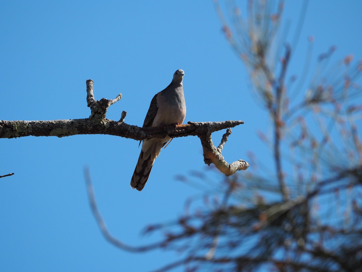 Bar-shouldered Dove - ML642581883