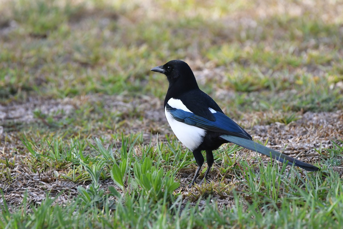 Eurasian Magpie - ML642581886