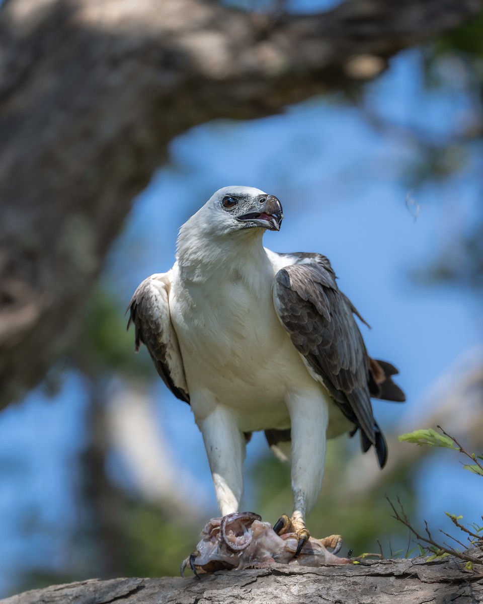 White-bellied Sea-Eagle - ML642581897