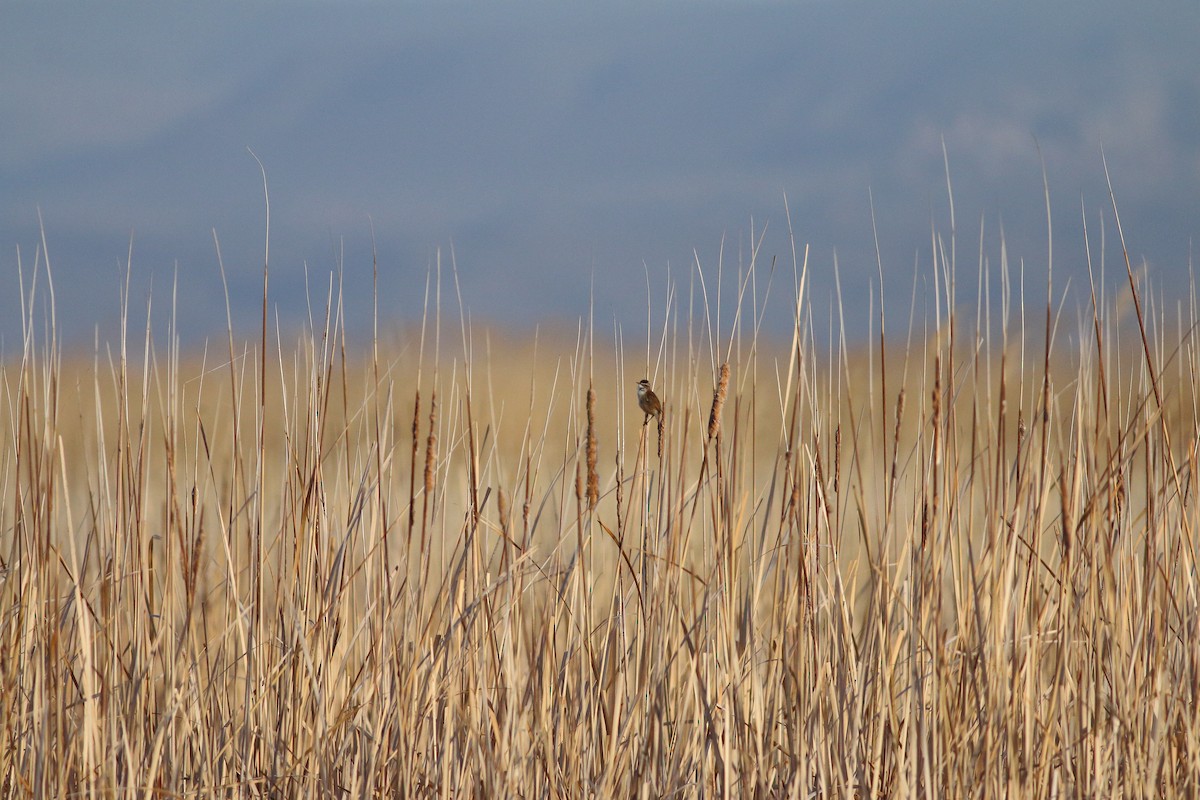 Moustached Warbler - ML642581901