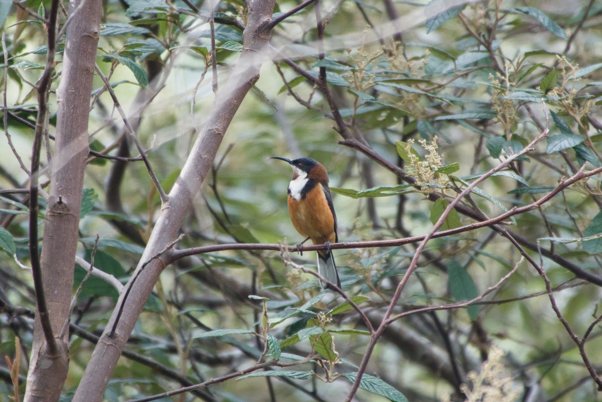 Picoespina Oriental - ML642581915