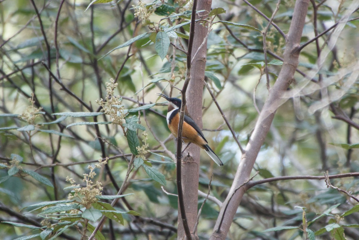 Picoespina Oriental - ML642581916