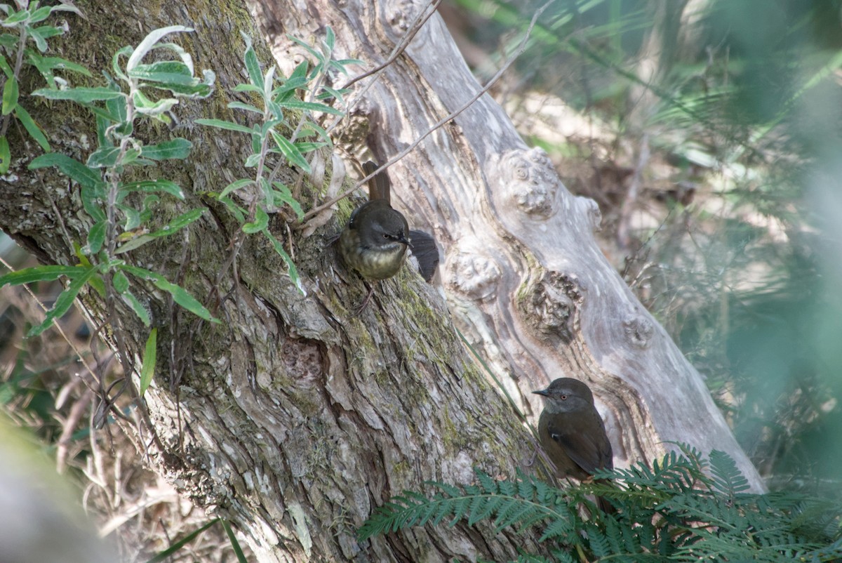 Tasmanian Scrubwren - ML642581922