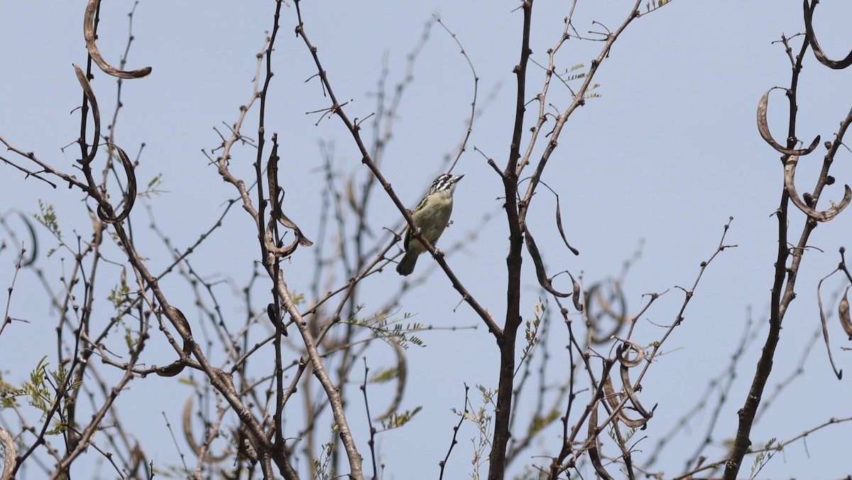 Northern Red-fronted Tinkerbird - ML642581937