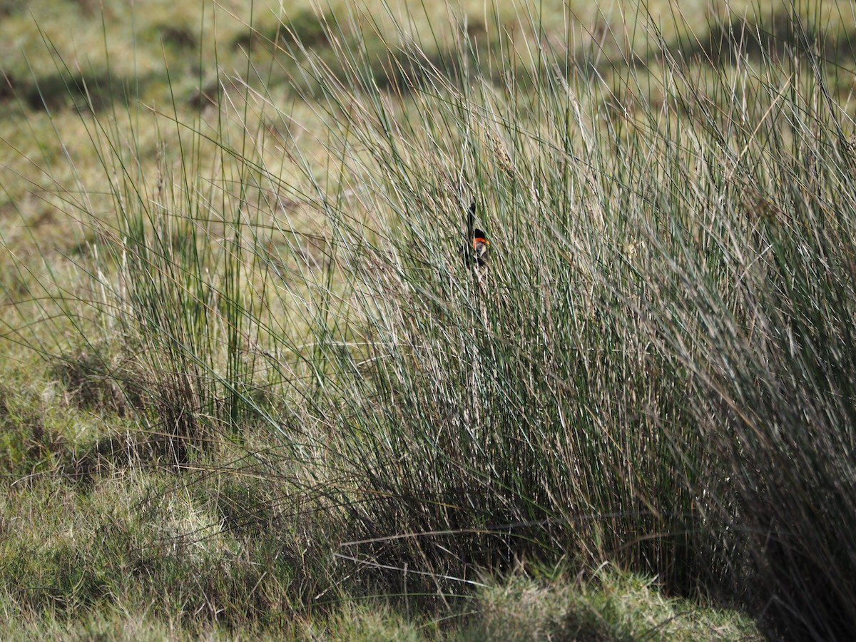 Red-backed Fairywren - ML642581949