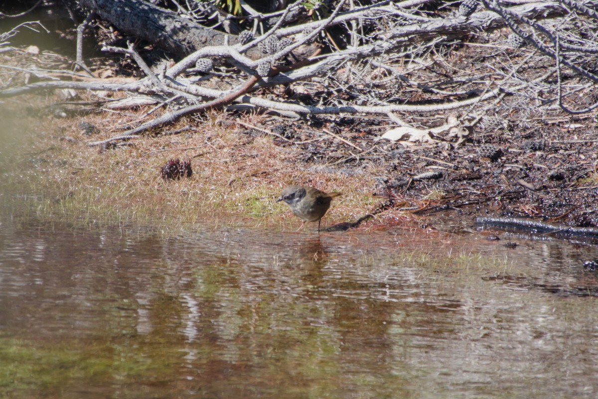 Tasmanian Scrubwren - ML642581990