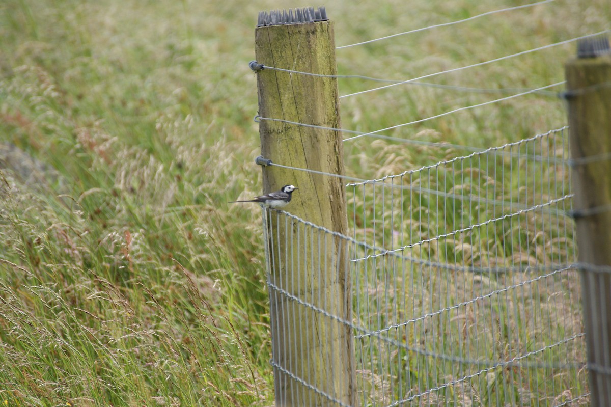 White Wagtail (British) - ML642581993