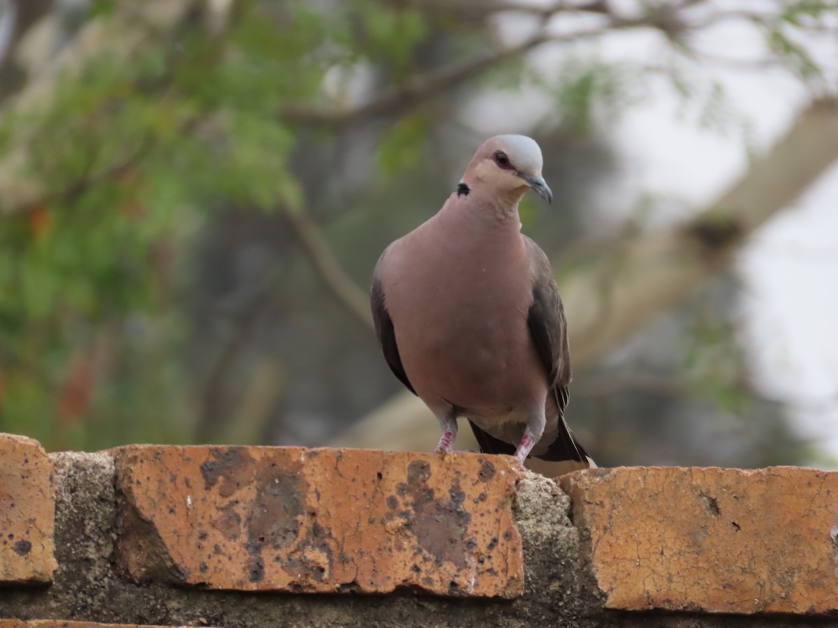 Red-eyed Dove - ML642582001