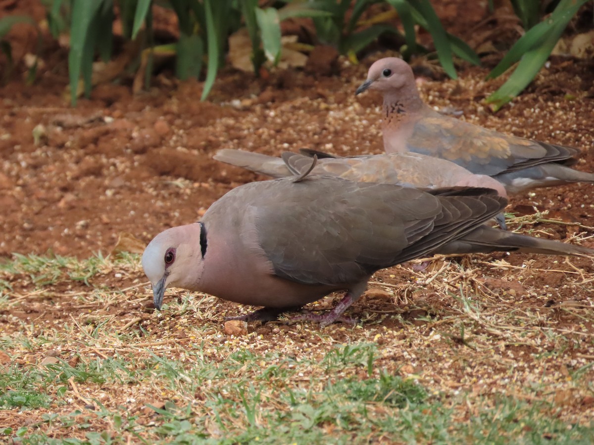 Red-eyed Dove - ML642582002
