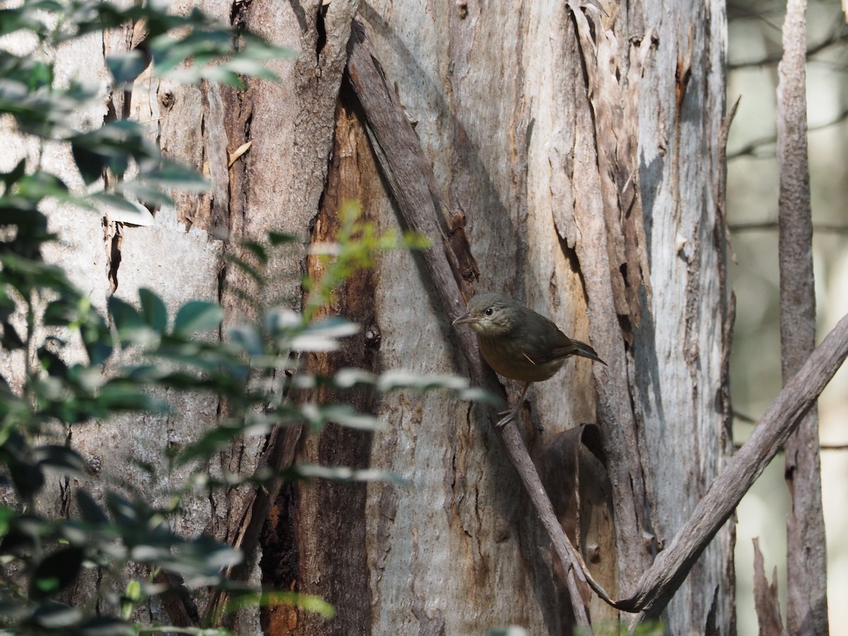 Rufous Shrikethrush - ML642582005