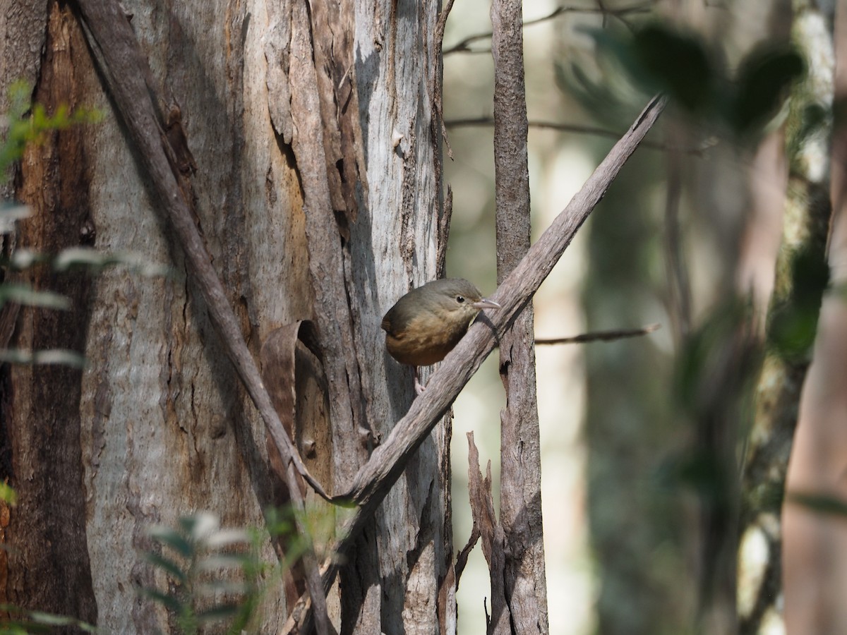 Rufous Shrikethrush - ML642582008