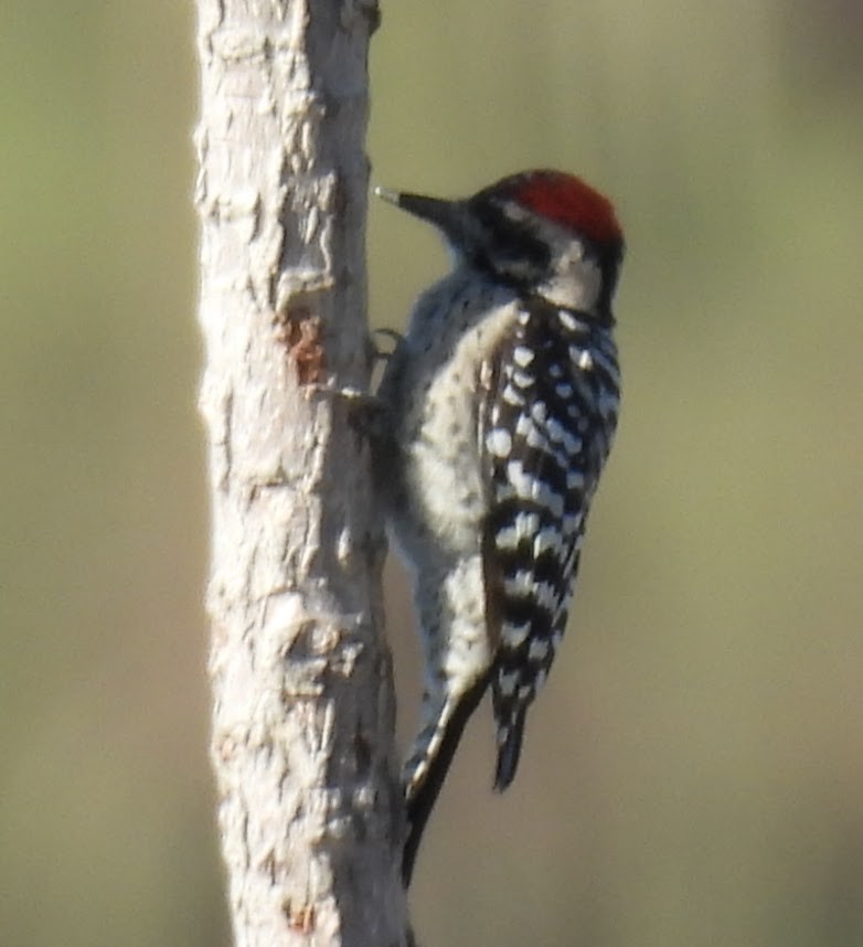 Ladder-backed Woodpecker - ML642582017