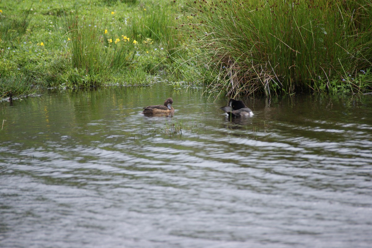 Tufted Duck - ML642582019