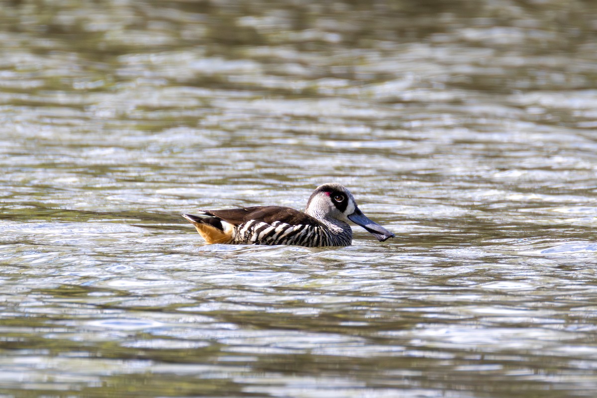 Pink-eared Duck - ML642582021