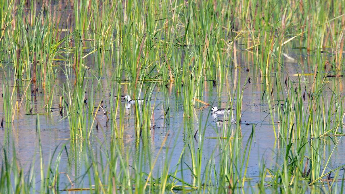Cotton Pygmy-Goose - ML642582022