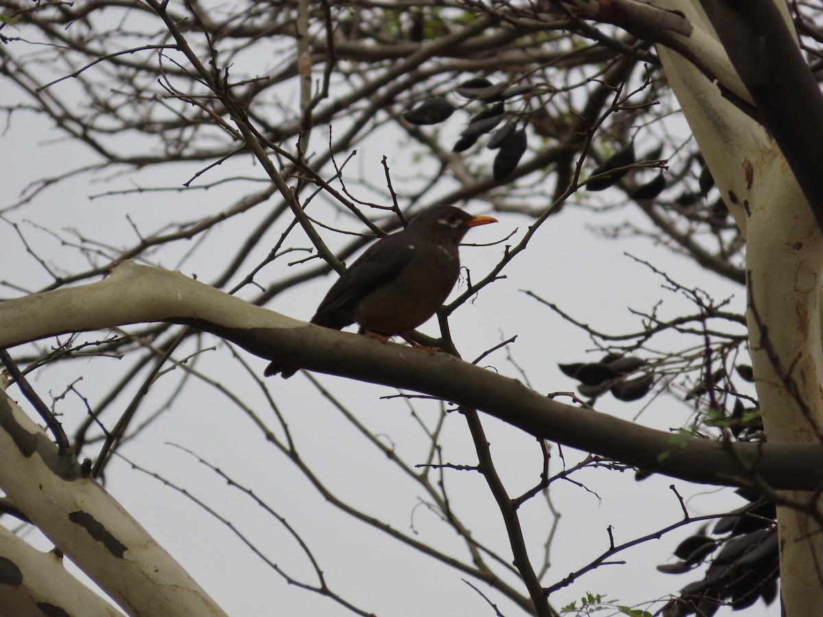 Karoo Thrush - ML642582042