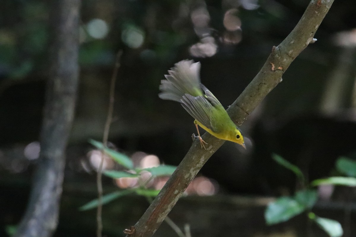 Wilson's Warbler - ML642582050