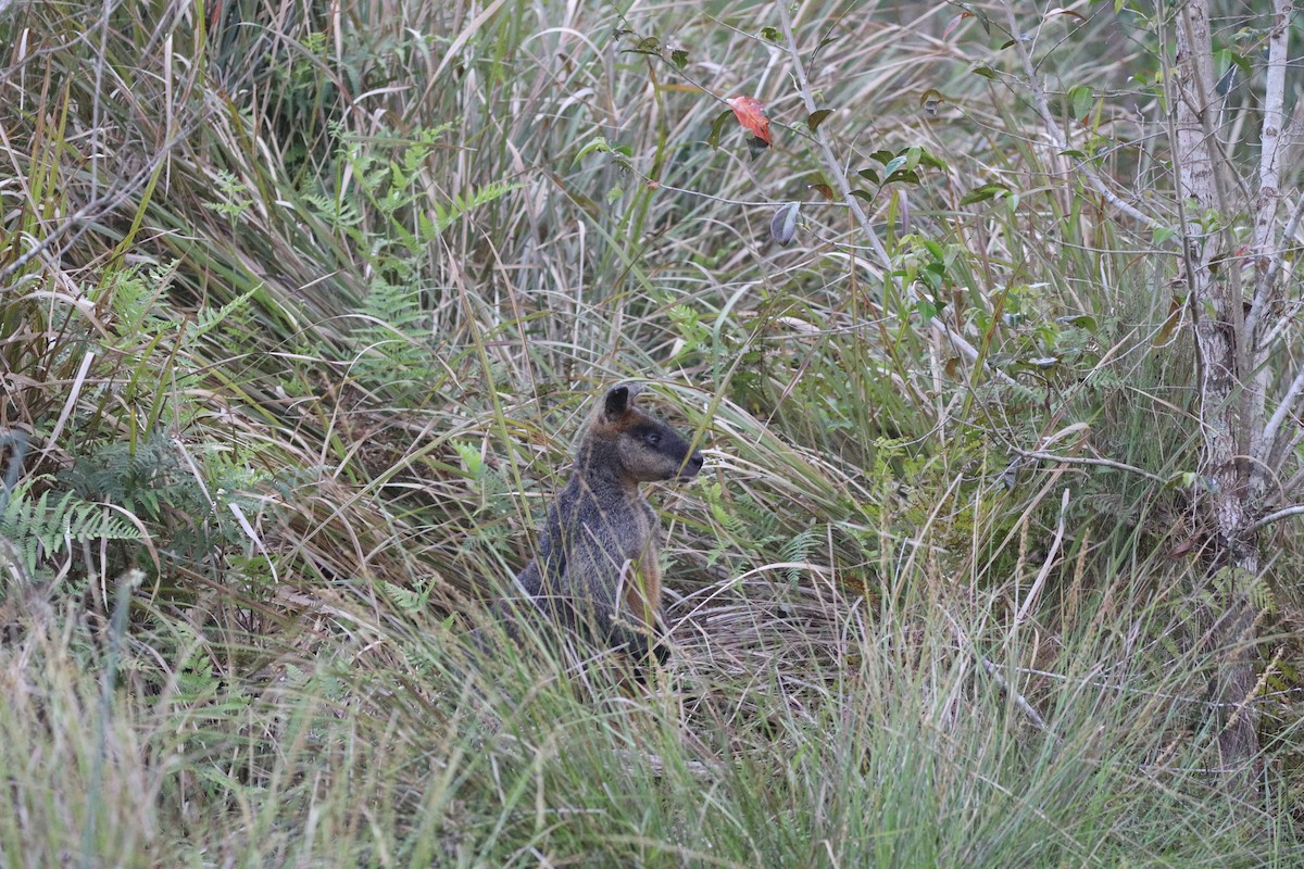 Swamp Wallaby - ML642582067