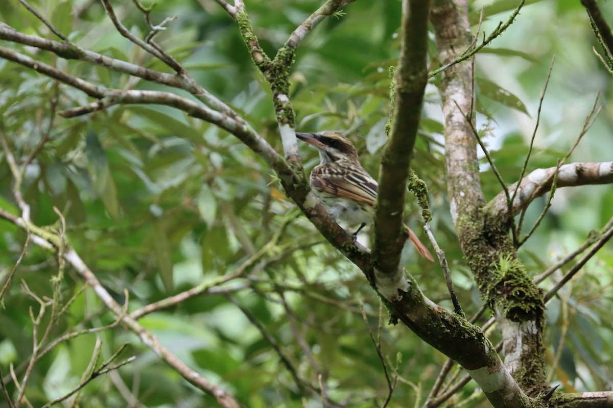 Streaked Flycatcher - ML642582068