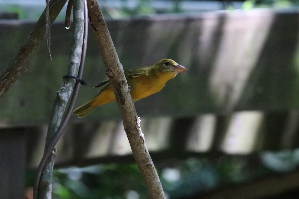 Summer Tanager - ML642582071
