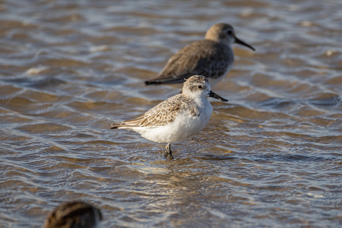 Spoon-billed Sandpiper - ML642582081