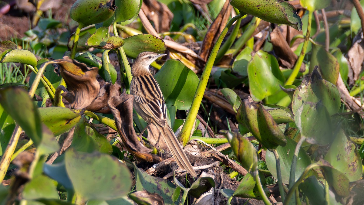Striated Grassbird - ML642582091