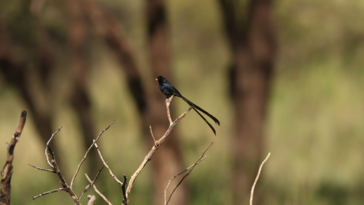 Steel-blue Whydah - ML642582116