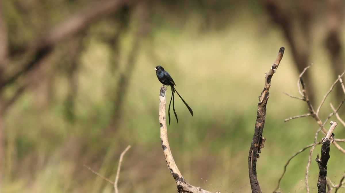 Steel-blue Whydah - ML642582123