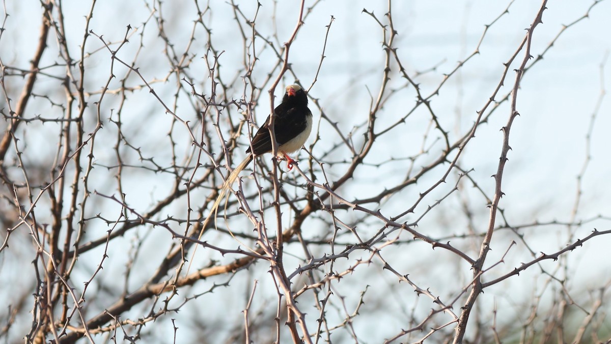 Straw-tailed Whydah - ML642582127