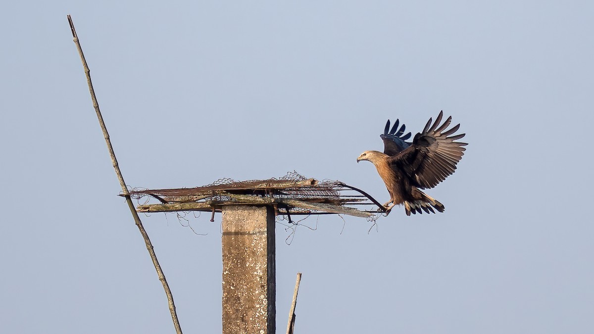 Pallas's Fish-Eagle - ML642582131