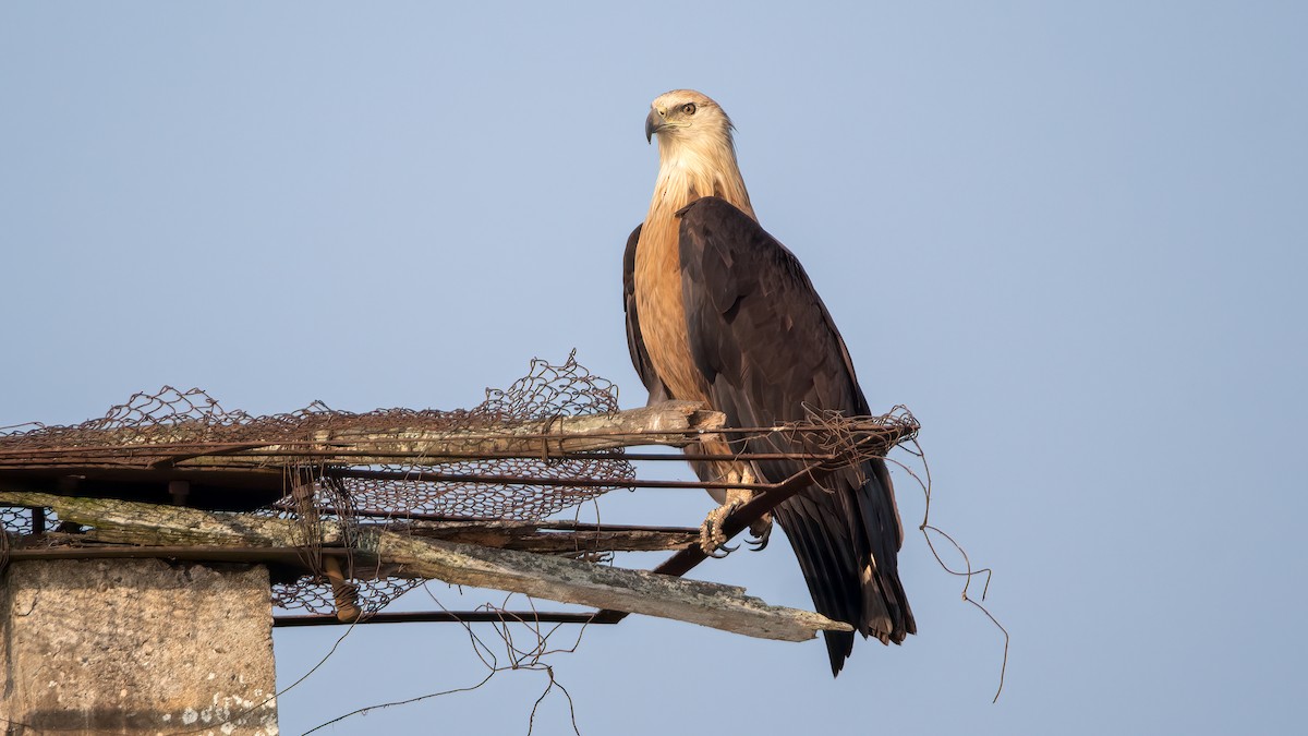 Pallas's Fish-Eagle - ML642582132