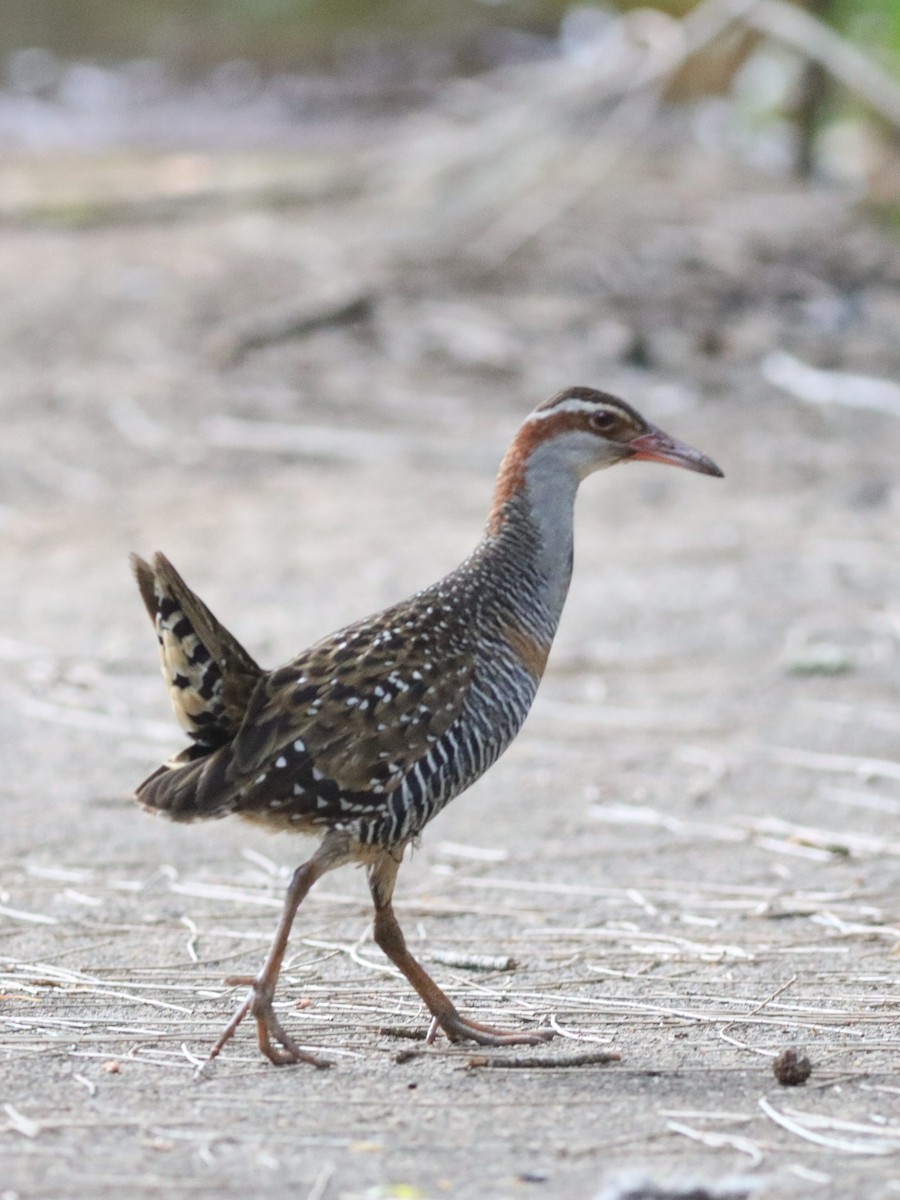 Buff-banded Rail - ML642582133
