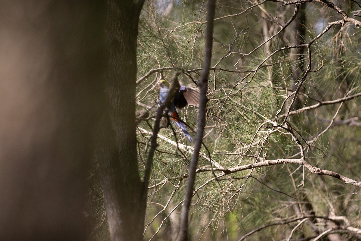 Pale-headed Rosella - ML642582151