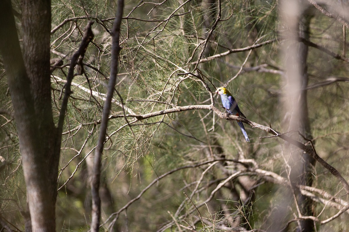 Pale-headed Rosella - ML642582152