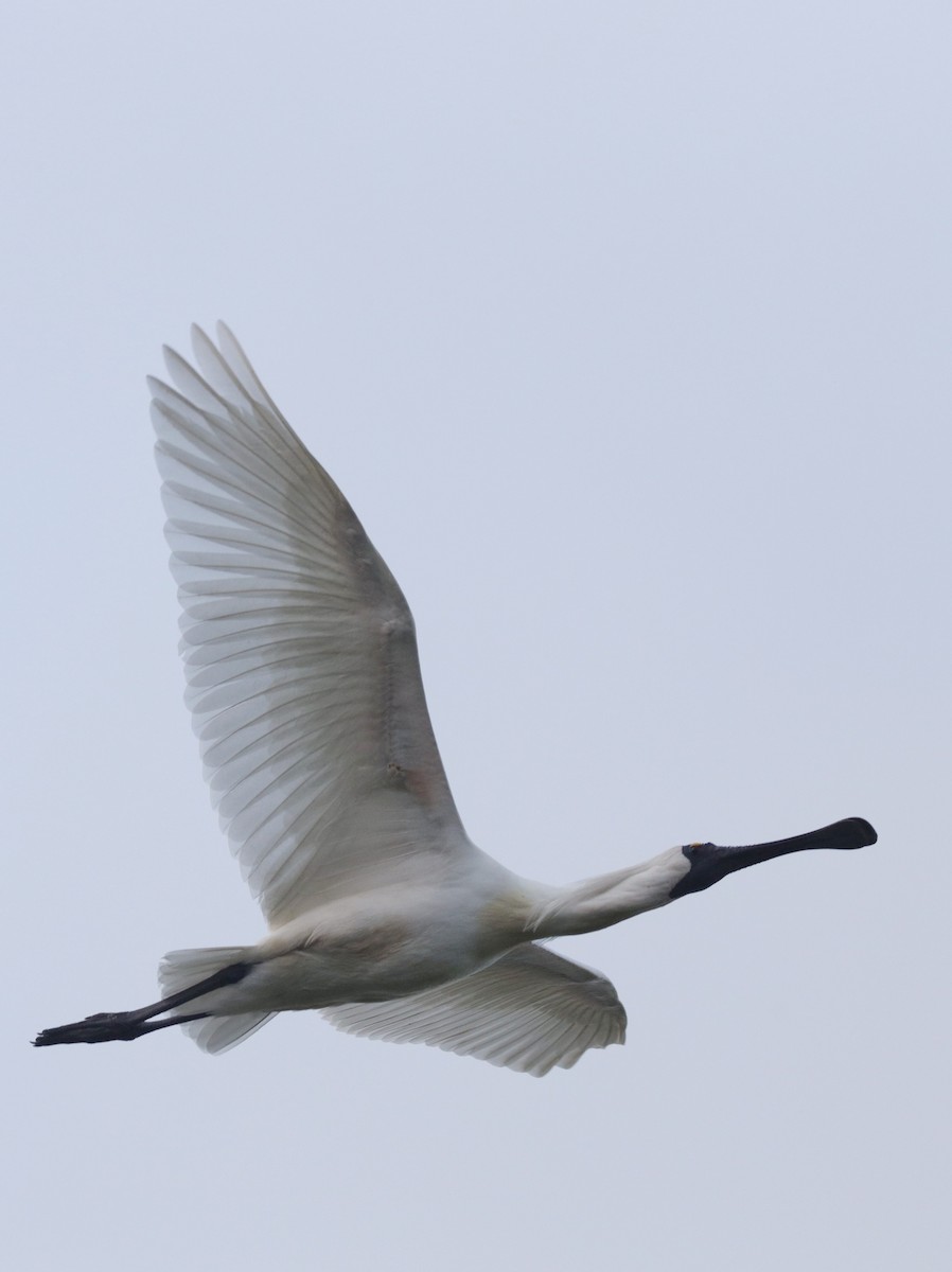 Royal Spoonbill - ML642582160