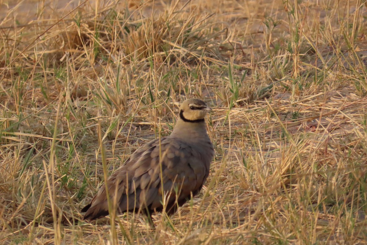 Yellow-throated Sandgrouse - ML642582161
