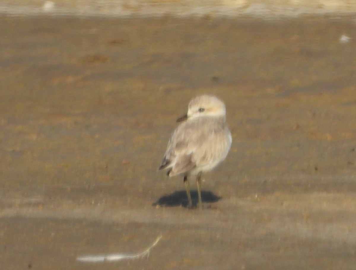 Chestnut-banded Plover - ML642582166